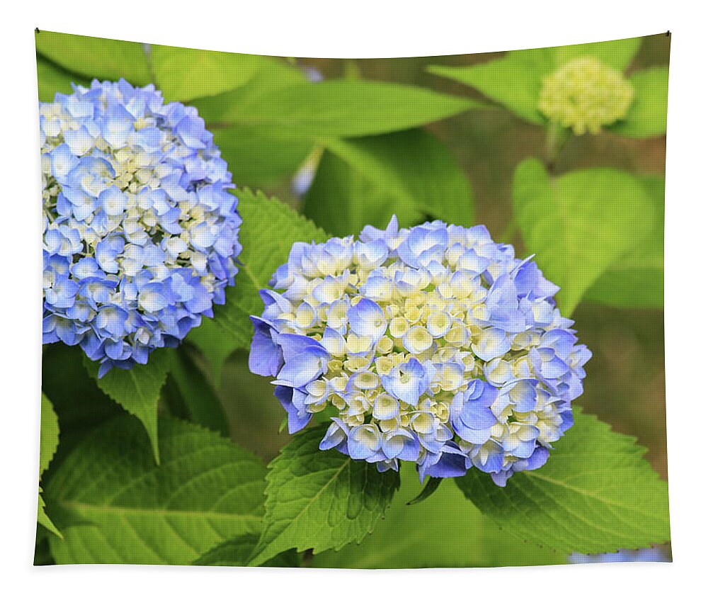 Colors Tapestry featuring the photograph Blue Hydrangea Deux by Tanya Owens