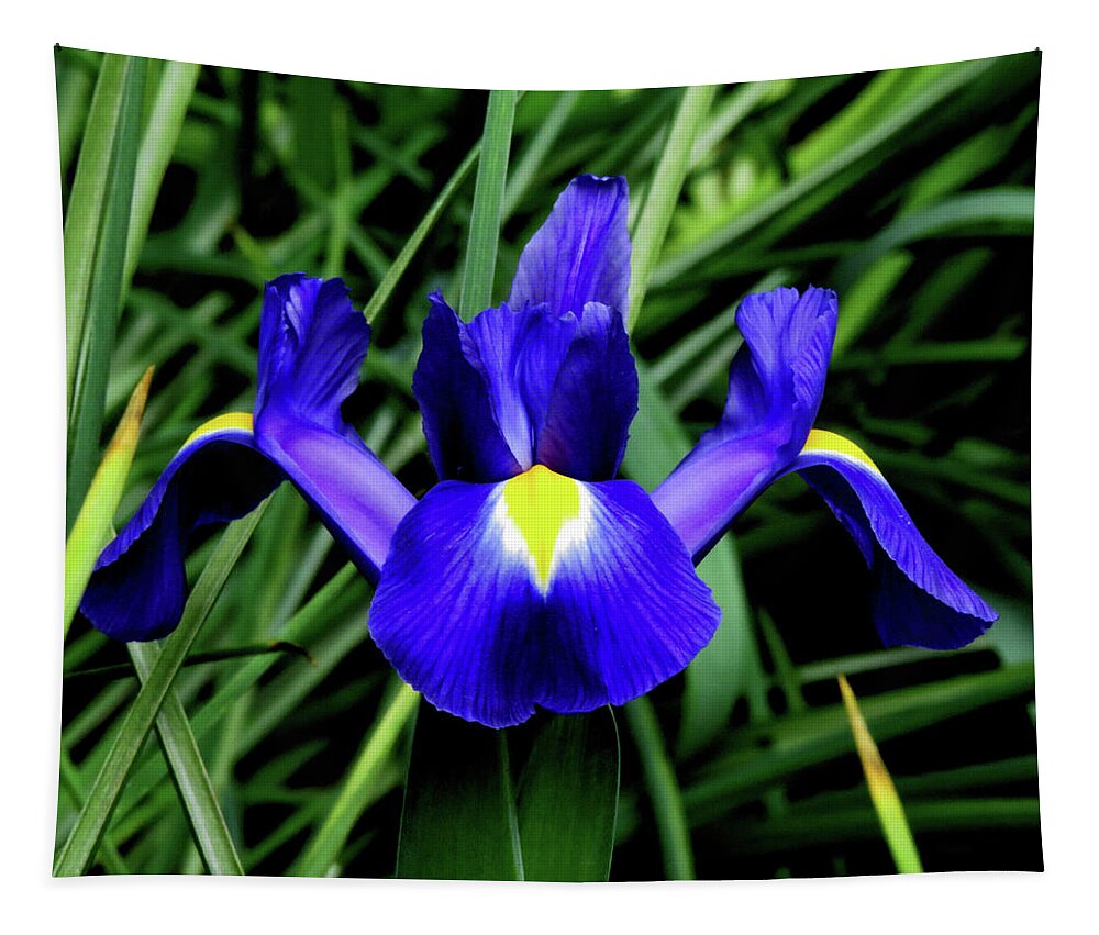 Flowers Tapestry featuring the photograph Blue Iris by Linda Stern