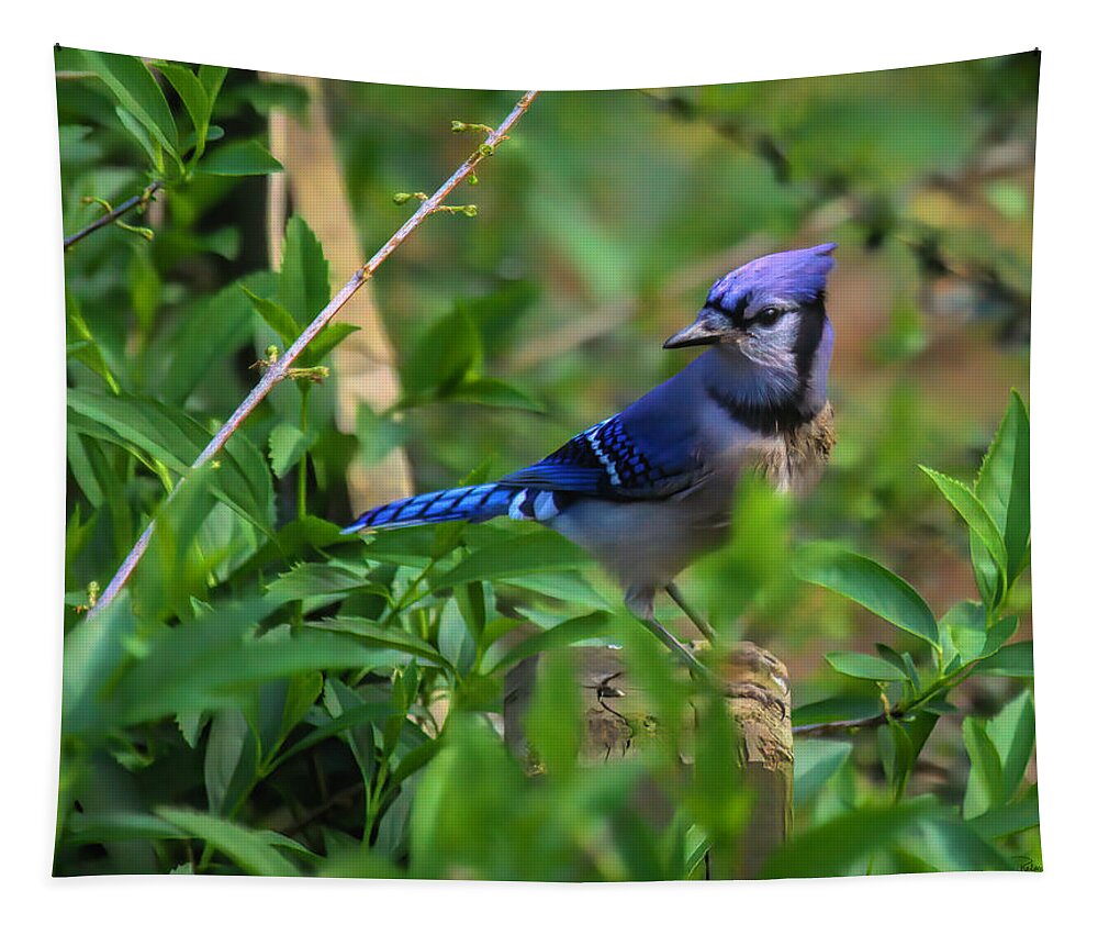 Blue Jay On Fence Post Tapestry featuring the photograph Blue Jay On Fence Post by Bellesouth Studio