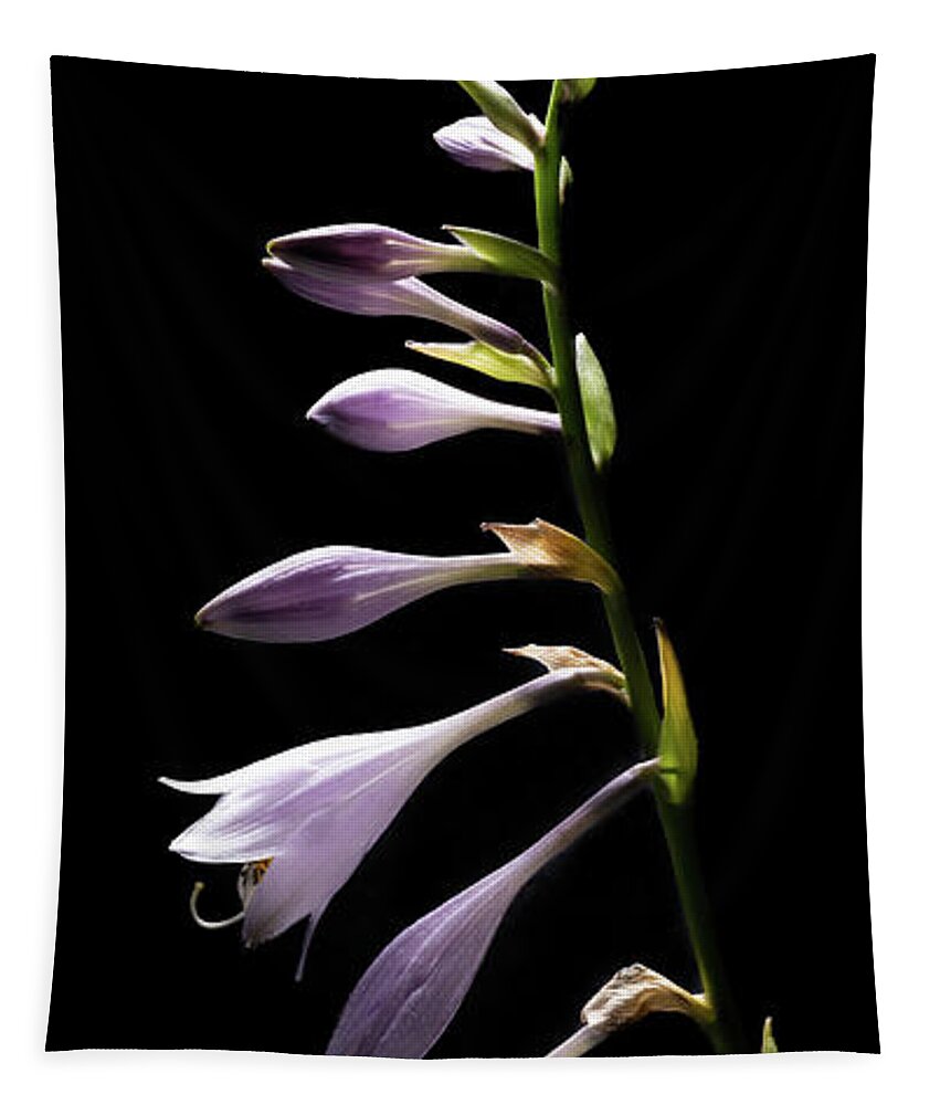 Blue Plantain Lily Tapestry featuring the photograph Blue Plantain Lily 2 by Kevin Suttlehan