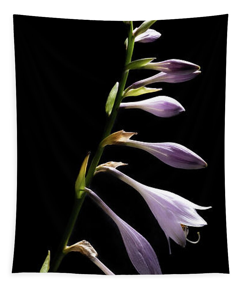 Blue Plantain Lily Tapestry featuring the photograph Blue Plantain Lily by Kevin Suttlehan