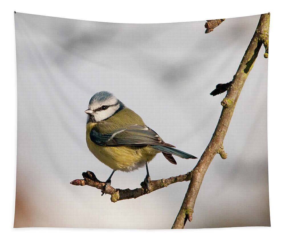 Blue Tit Tapestry featuring the photograph Blue tit on a branche by Lieve Snellings