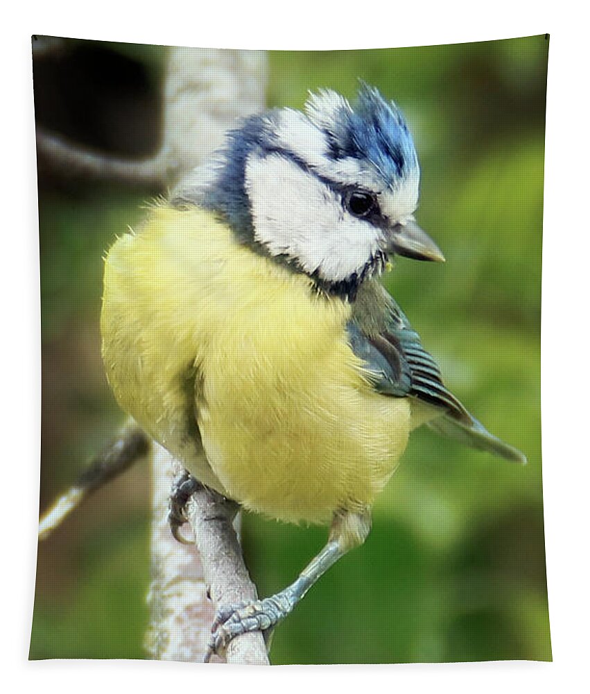 Blue Tit Tapestry featuring the photograph Blue Tit Portrait by Terri Waters