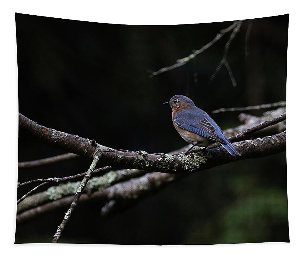 Blue Tapestry featuring the photograph Bluebird by Denise Kopko