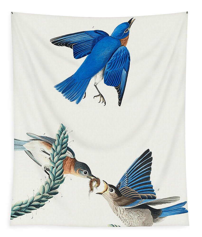 Bluebird Tapestry featuring the mixed media Bluebird. John James Audubon by World Art Collective