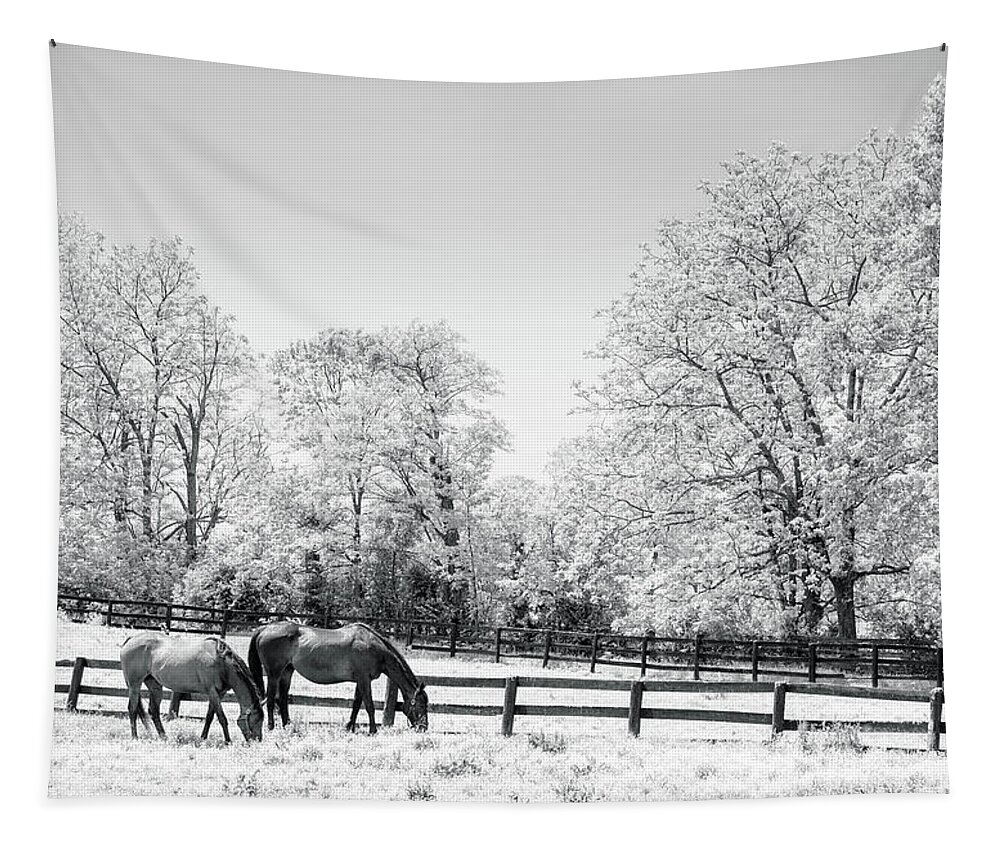 Agriculture Tapestry featuring the photograph Bluegrass horse farm IR by Alexey Stiop