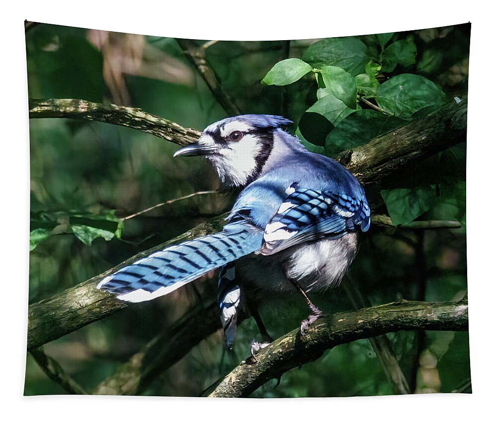 Bird Tapestry featuring the photograph Bluejay by David Beechum