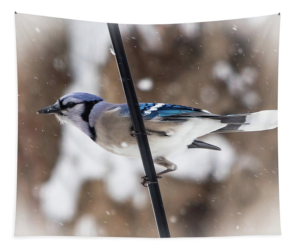 2019 Tapestry featuring the photograph Bluejay in the Snow by Gerri Bigler