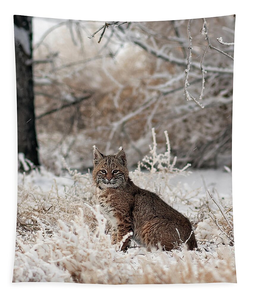 Bobcat Tapestry featuring the photograph Bobcat and Heavy Frost by Gary Langley