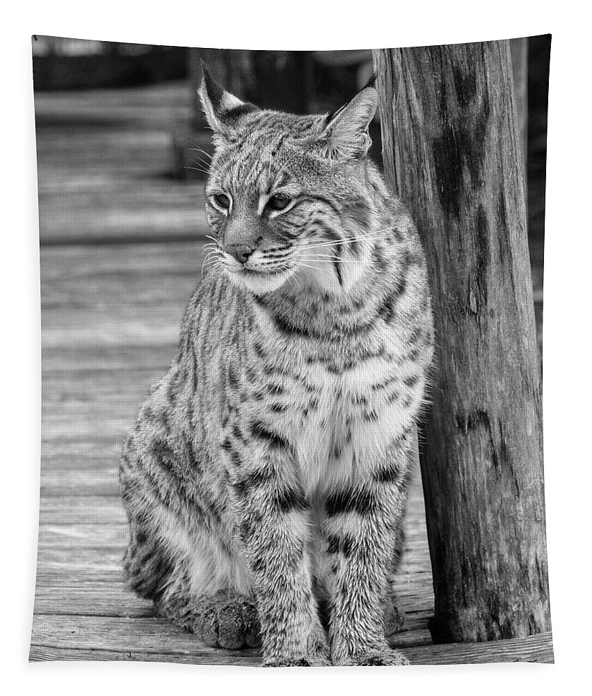 Bobcat Tapestry featuring the photograph Bobcat In Monochrome by Jurgen Lorenzen