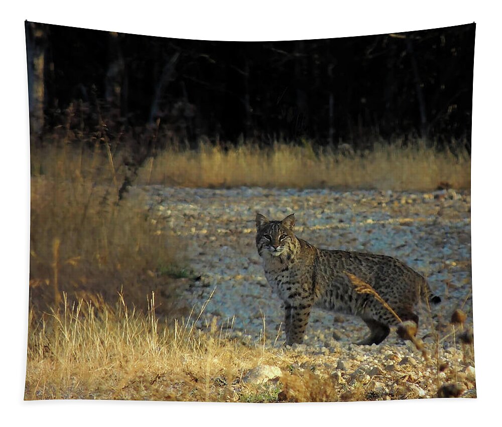 Bobcat Tapestry featuring the photograph Bobcat by Linda Shannon Morgan