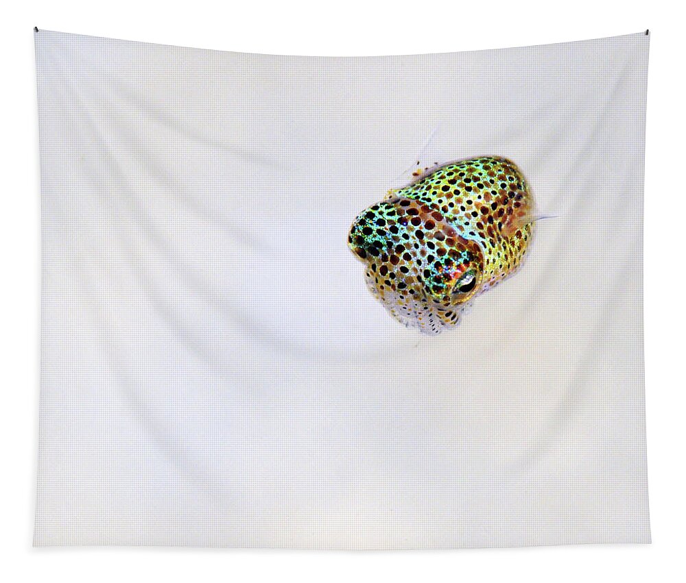 White Tapestry featuring the photograph Bobtail squid by Artesub