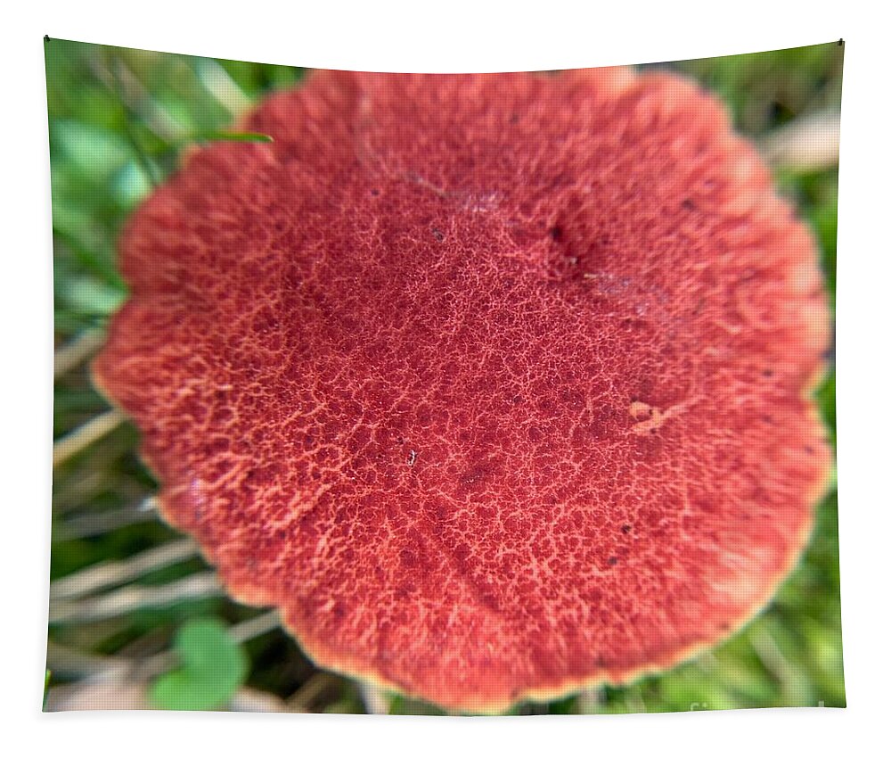 Plant Tapestry featuring the photograph Boletus Paluster by Catherine Wilson