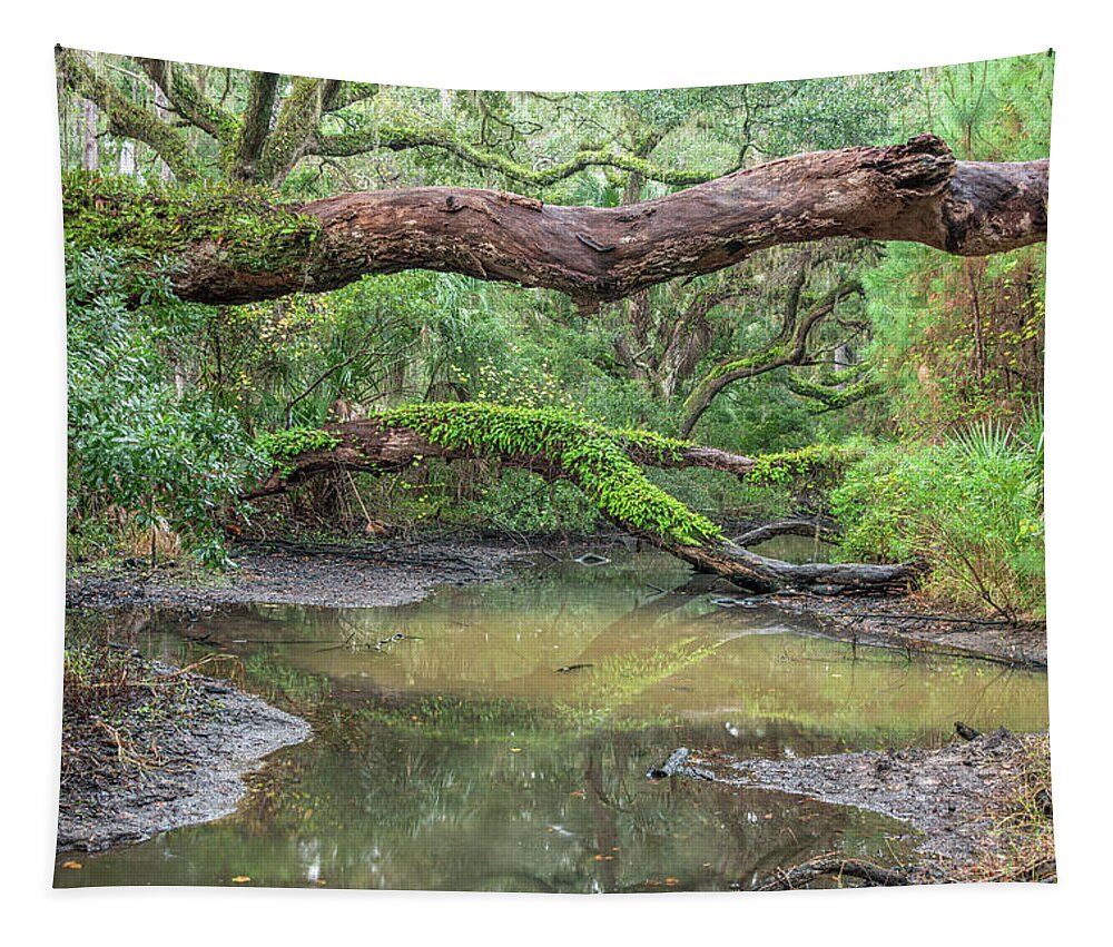 Botany Bay Tapestry featuring the photograph Botany Bay Plantation Maritime Forest Nine by Douglas Wielfaert