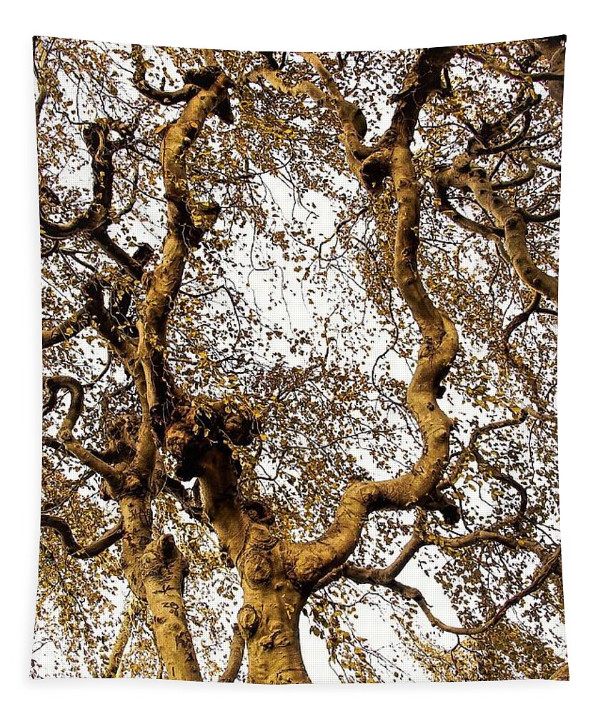 Tree Branch Sky Leaves Tapestry featuring the photograph Branch Sky by John Linnemeyer