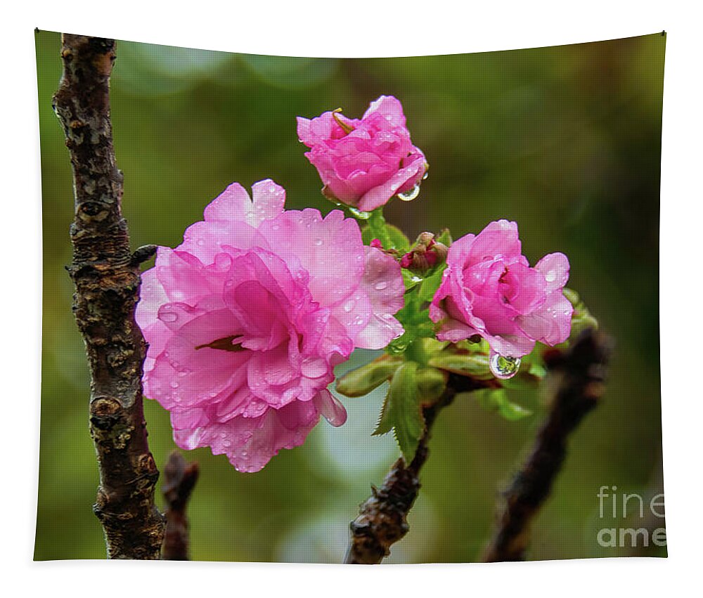 Cherry Tapestry featuring the photograph Brand New Blossoms in The Rain by Diana Mary Sharpton
