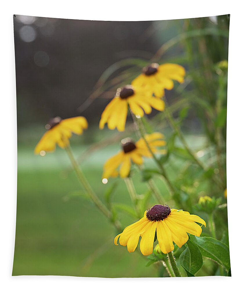 Black-eyed Susan Tapestry featuring the photograph Bright Eyed Morning by Jill Love
