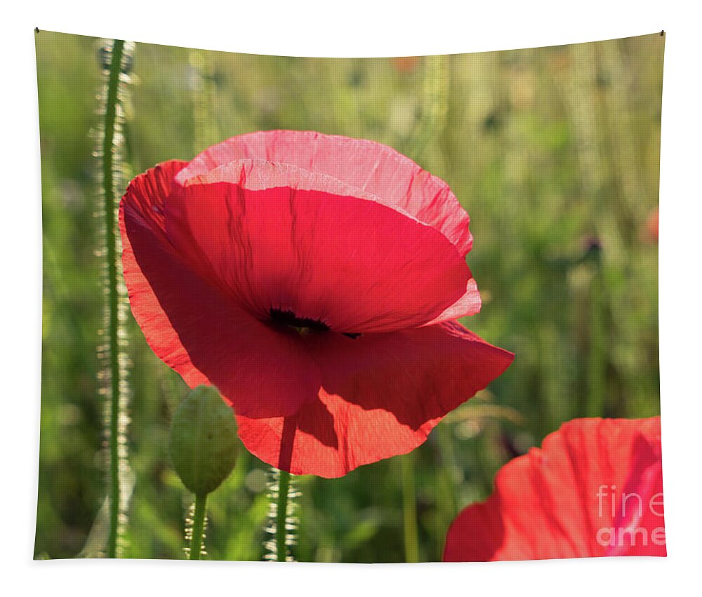 Poppy Tapestry featuring the photograph Bright red petals of a poppy by Adriana Mueller