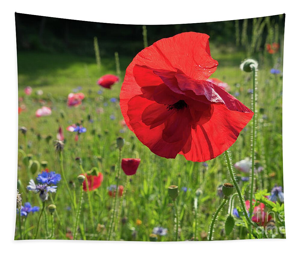 Poppy Tapestry featuring the photograph Bright red poppy flower by Adriana Mueller
