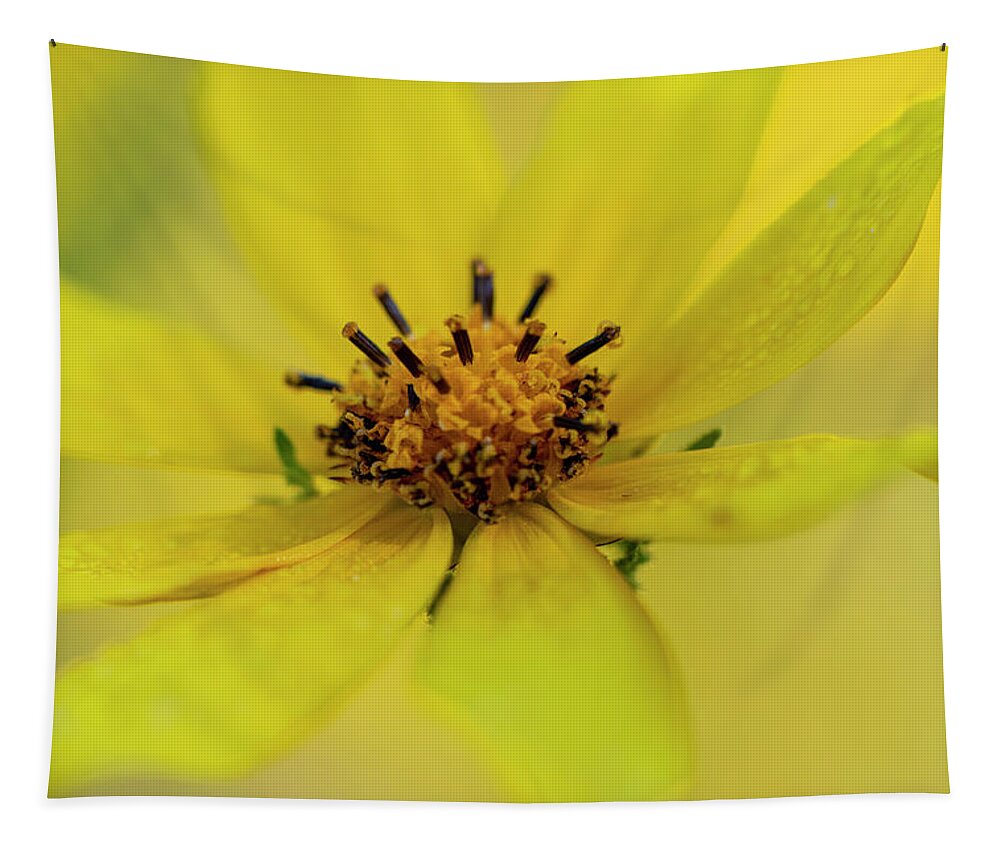 Yellow Tapestry featuring the photograph Bright Yellow Daisy by Karen Rispin