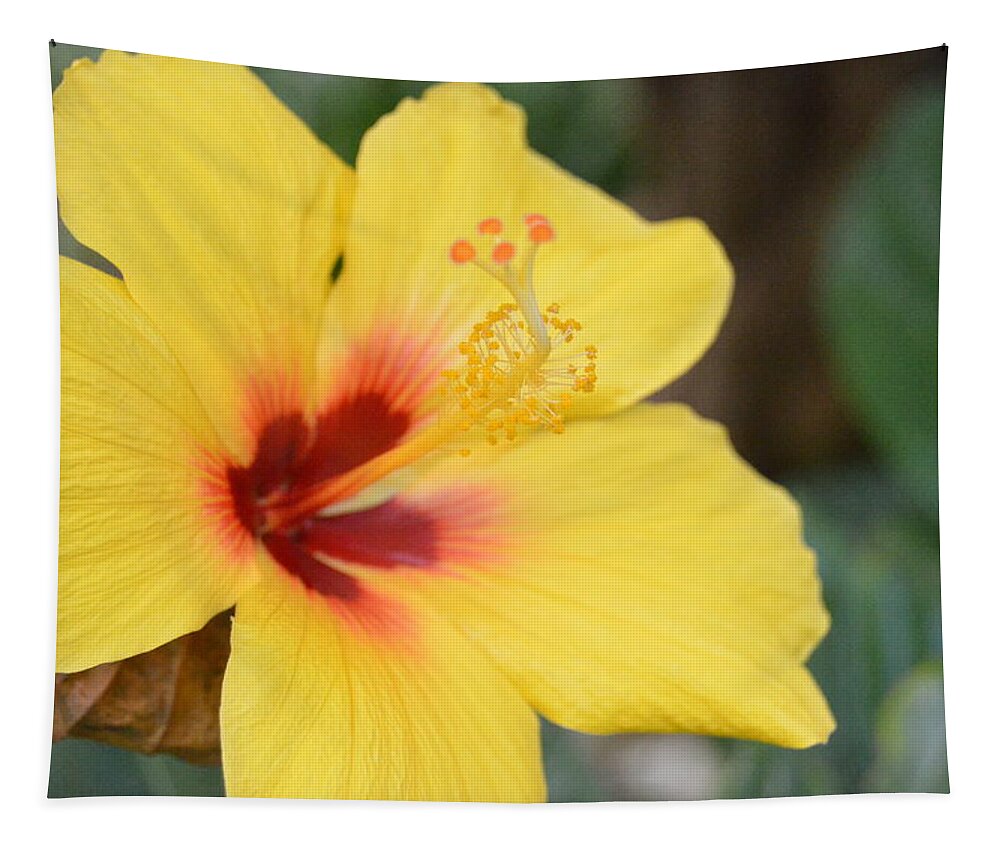 Flower Tapestry featuring the photograph Bright Yellow Hibiscus by Amy Fose