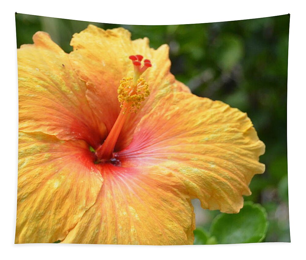 Flower Tapestry featuring the photograph Bright Yellow Red Hibscus by Amy Fose