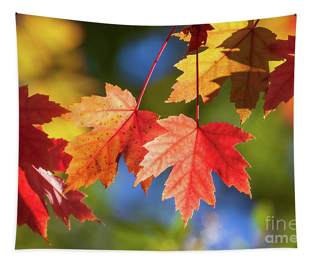 Fall Leaves Tapestry featuring the photograph Brilliant Fall Leaves by Mimi Ditchie
