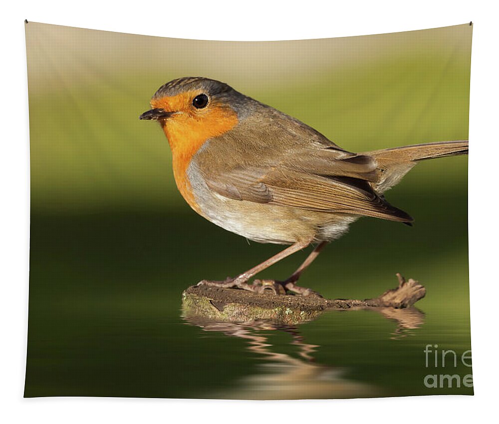 Bird Tapestry featuring the photograph British robin redbreast close up on water by Simon Bratt