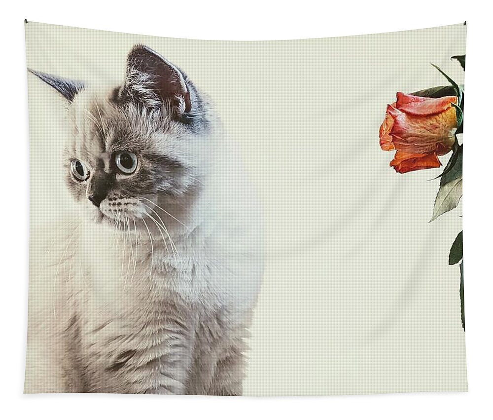 Cat Tapestry featuring the photograph British Shorthair Cat 1 by Claudia Zahnd-Prezioso