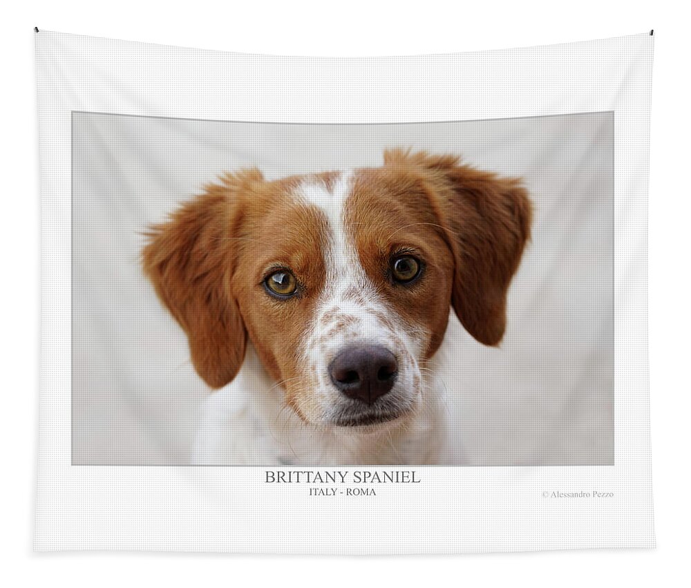 Alessandro Pezzo Tapestry featuring the photograph Brittany Spaniel by Alessandro Pezzo