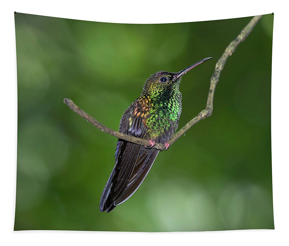 Hummingbird Tapestry featuring the photograph Bronze-tailed Plumeleteer by Teresa Wilson