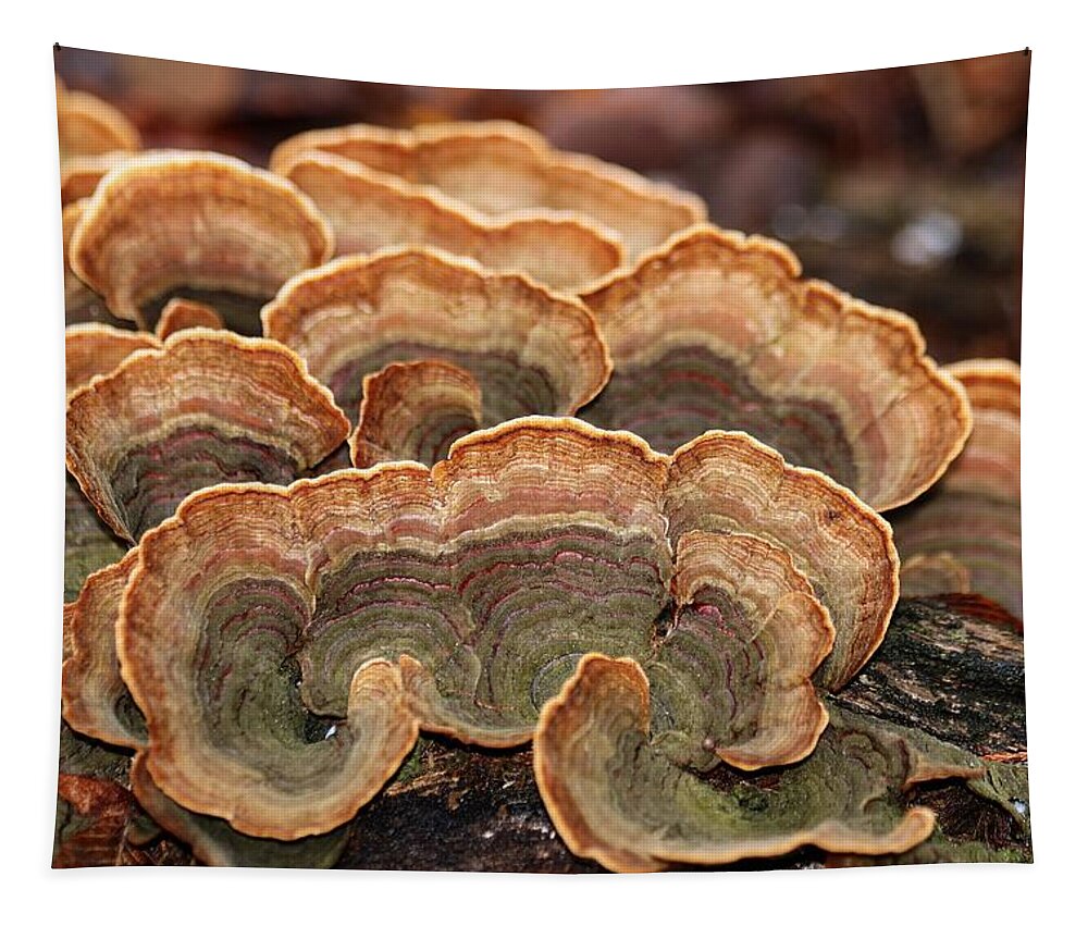 Nature Tapestry featuring the photograph Brown and Green Turkey Tail Fungus Close-up by Sheila Brown