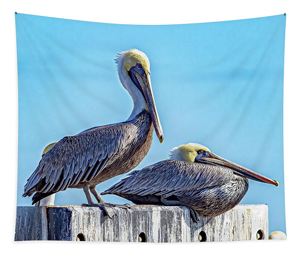 Bird Tapestry featuring the photograph Brown Pelican by Jerry Connally