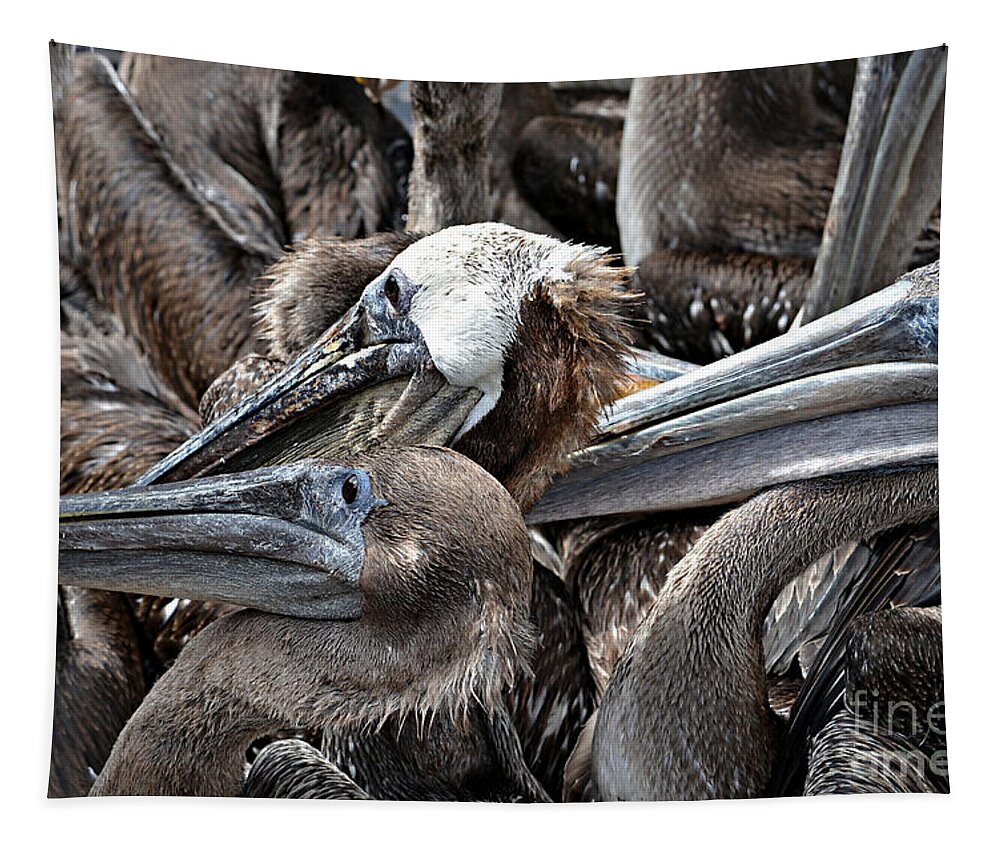 Pelican Tapestry featuring the photograph Brown Pelicans by Vivian Krug Cotton