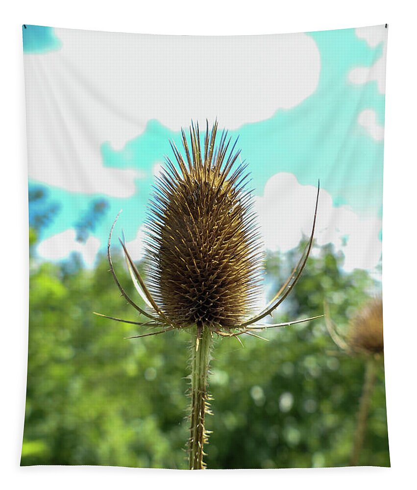 Teasel Tapestry featuring the photograph Brown teasel, blue sky by Bentley Davis