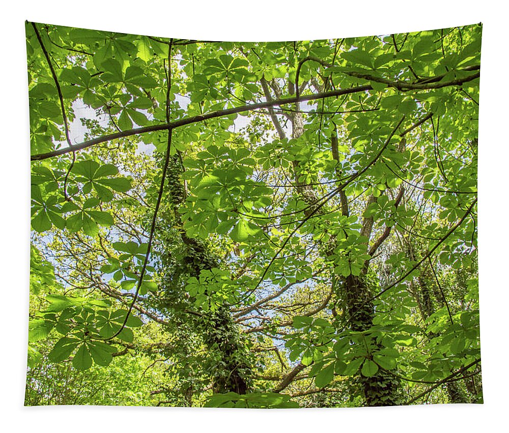 Brunswick Woods Tapestry featuring the photograph Brunswick Woods Trees Spring 1 by Edmund Peston
