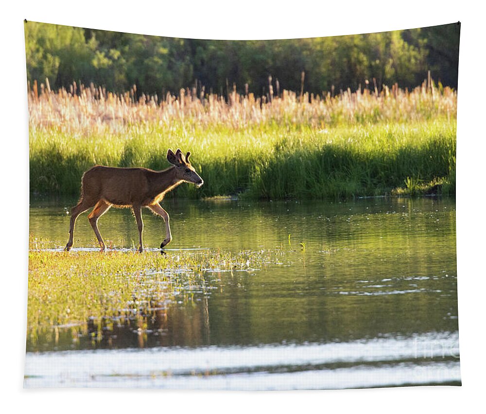 Deer Tapestry featuring the photograph Buck on Waters Edge by Steven Krull