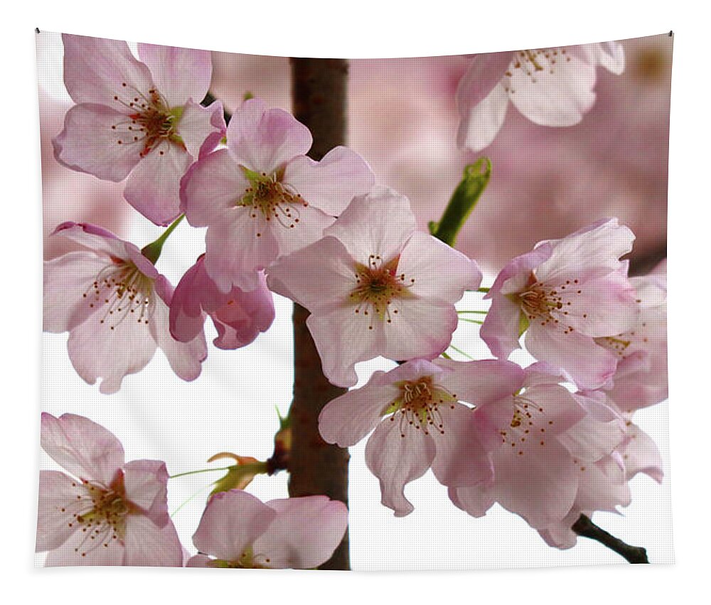 Apple Tapestry featuring the photograph Budding Apple Blossom Power by D Lee