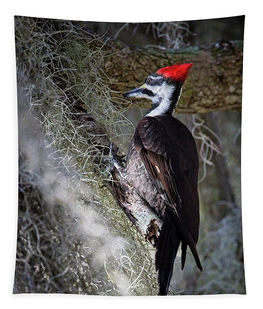 Pileated Woodpecker Tapestry featuring the photograph Bug Hunting by Ronald Lutz
