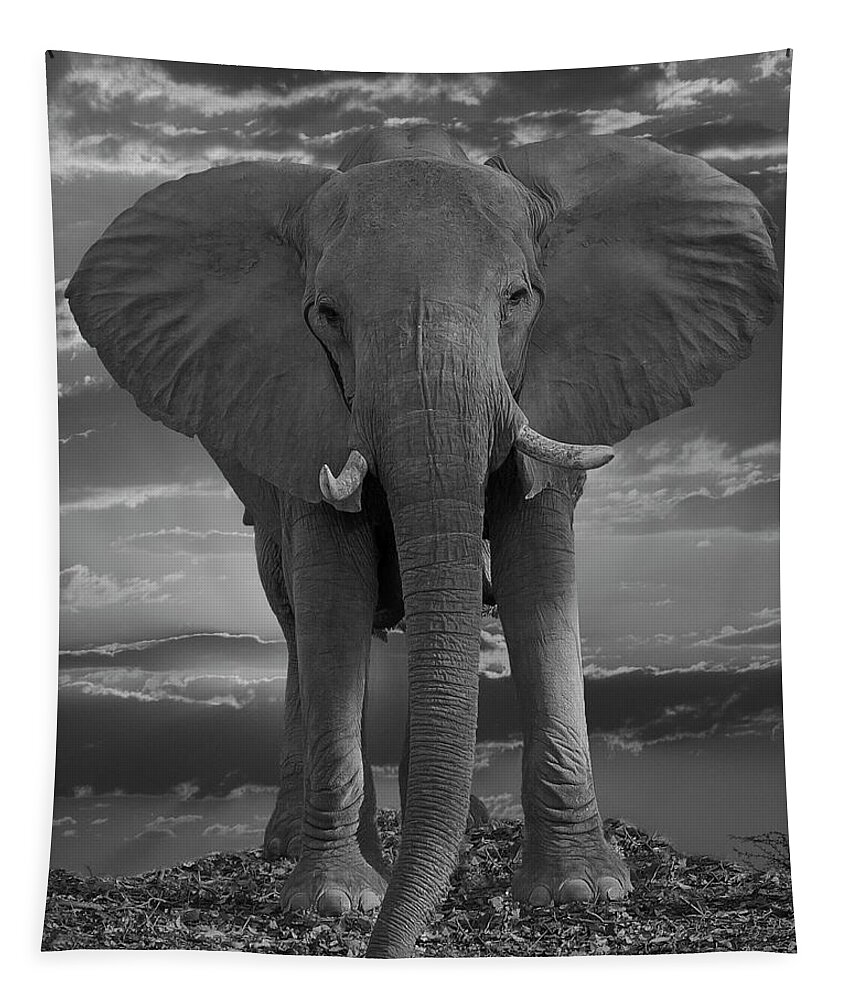 Elephant Tapestry featuring the photograph Bull Elephant by Larry Linton