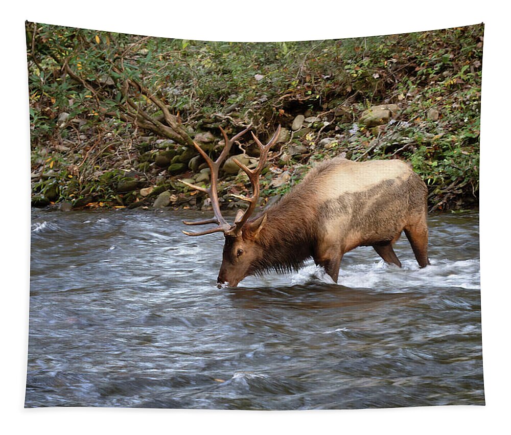 Elk Tapestry featuring the photograph Bull Elk Drinking - Smoky Mountains by Susan Rissi Tregoning