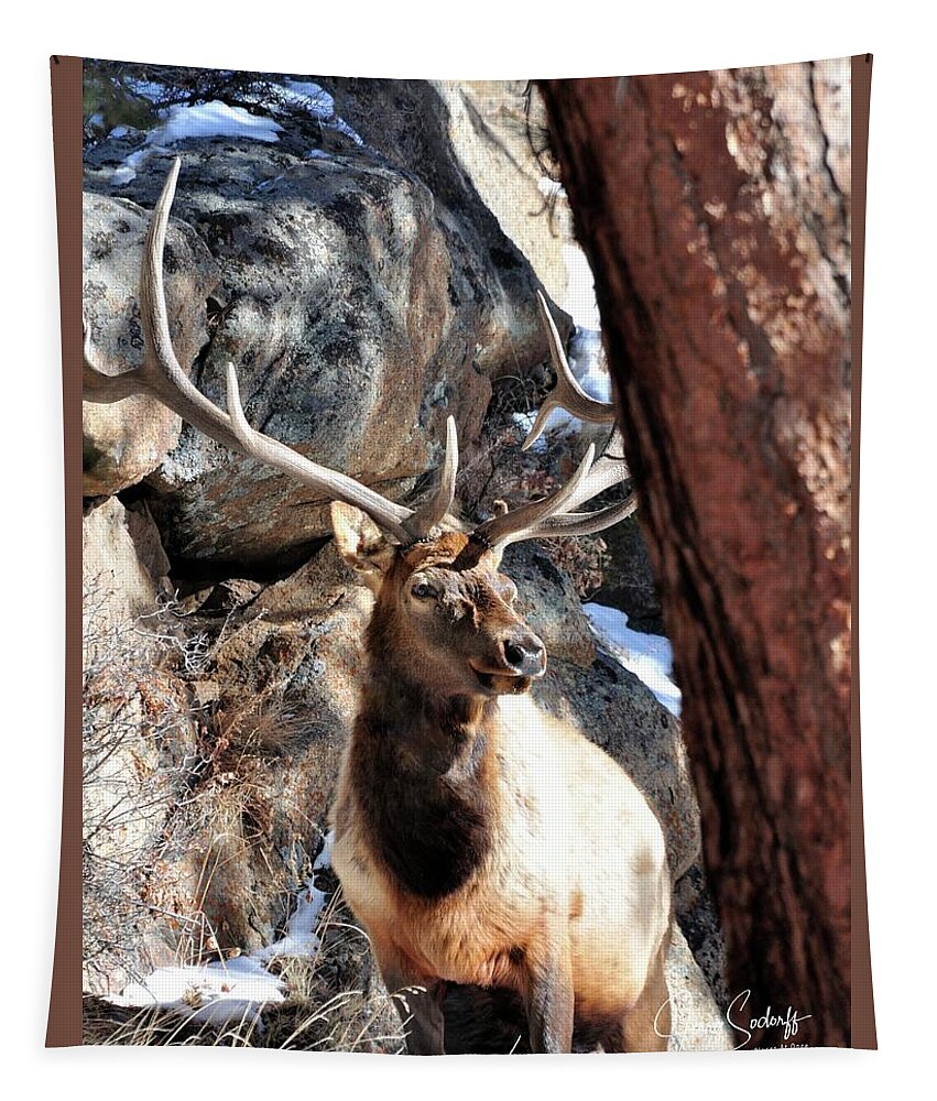 Elk Tapestry featuring the photograph Bull Elk Spring Sun DS by Jerry Sodorff