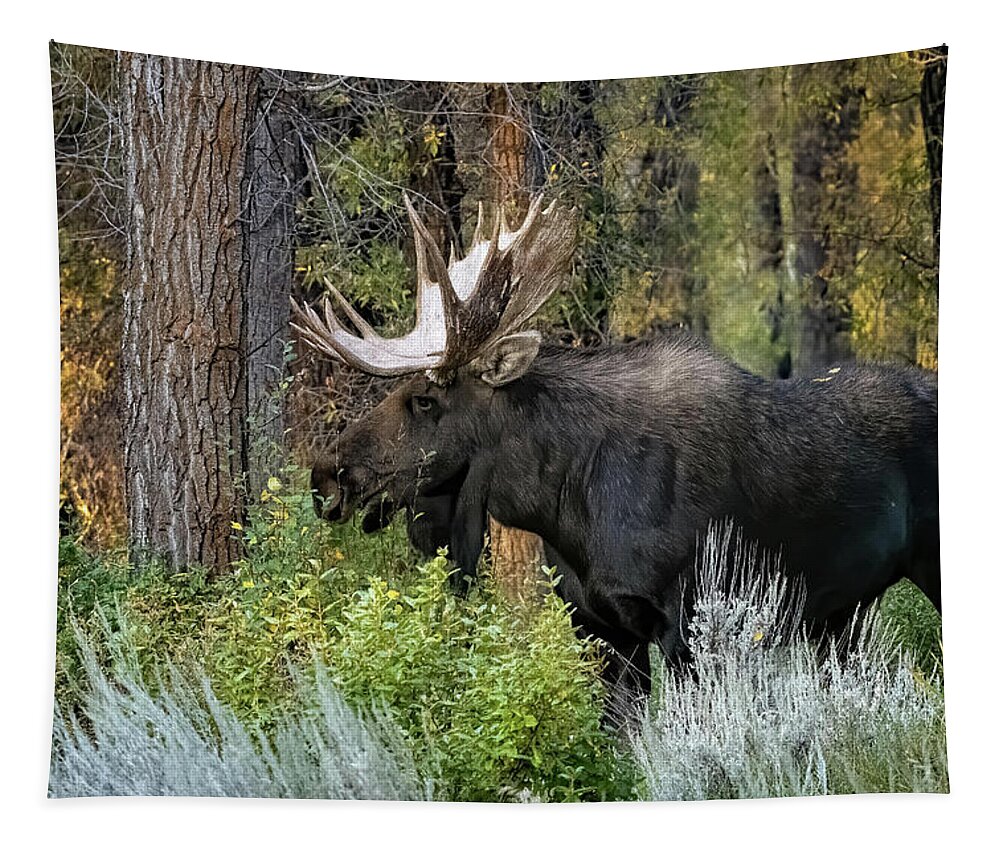 Nature Tapestry featuring the photograph Bull Moose by Linda Shannon Morgan