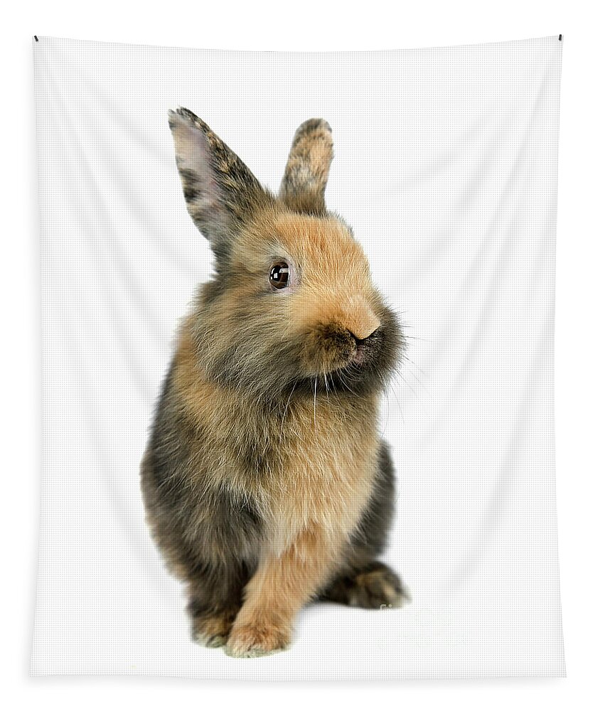 Bunny Tapestry featuring the photograph Bunny Joy by Renee Spade Photography
