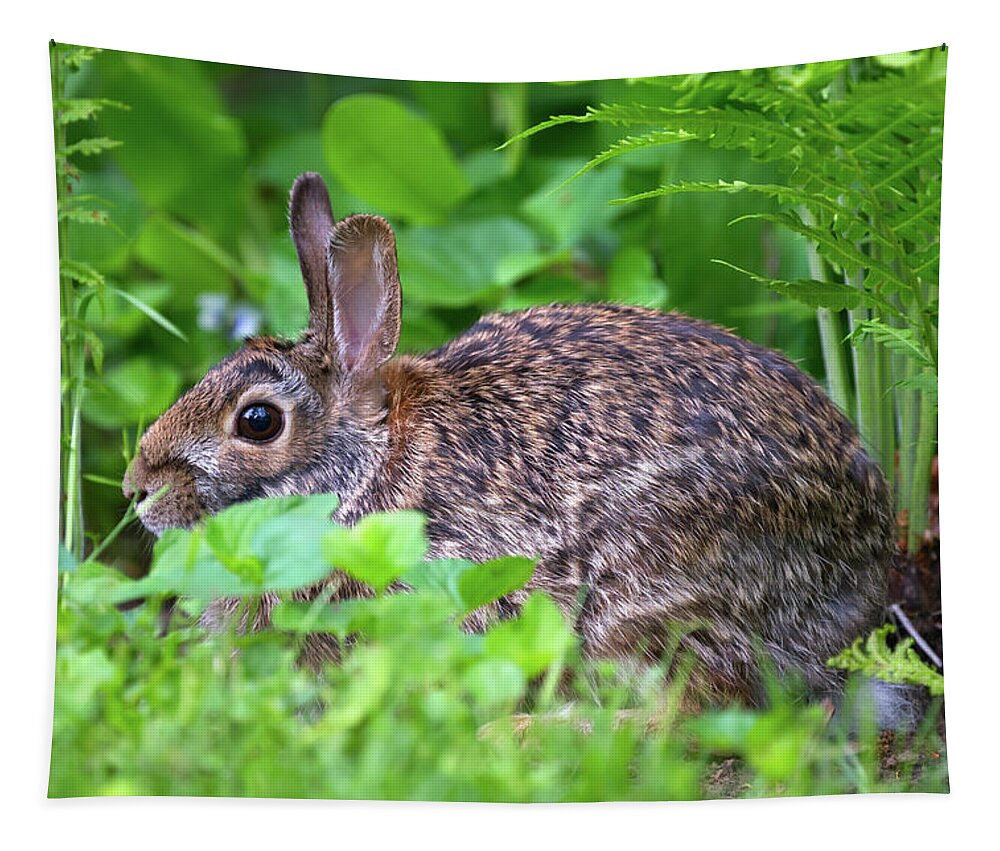 Rabbit Tapestry featuring the photograph Bunny Profile by Flinn Hackett