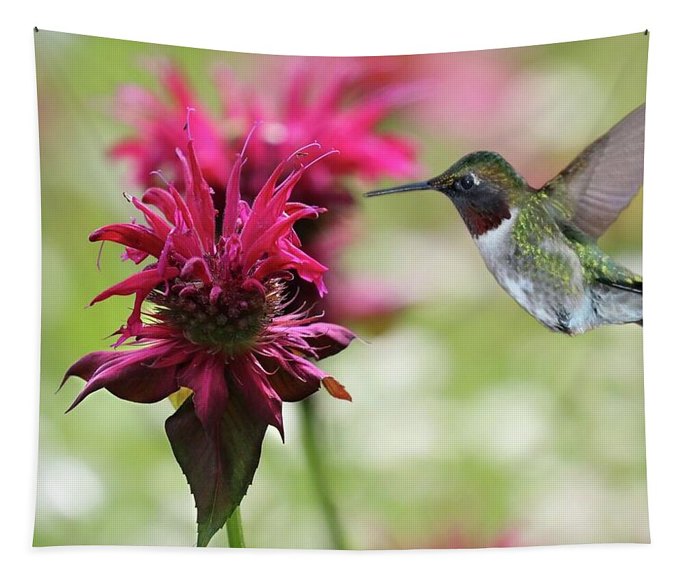 Bee Balm Tapestry featuring the photograph Burgundy Bee Balm and Ruby-throated Hummingbird by Sandra Huston