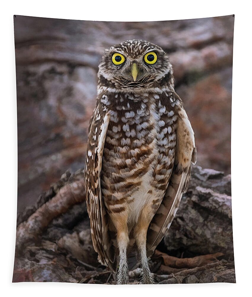 Burrowing Owl Tapestry featuring the photograph Burrowing Owl Encounter by Jaki Miller