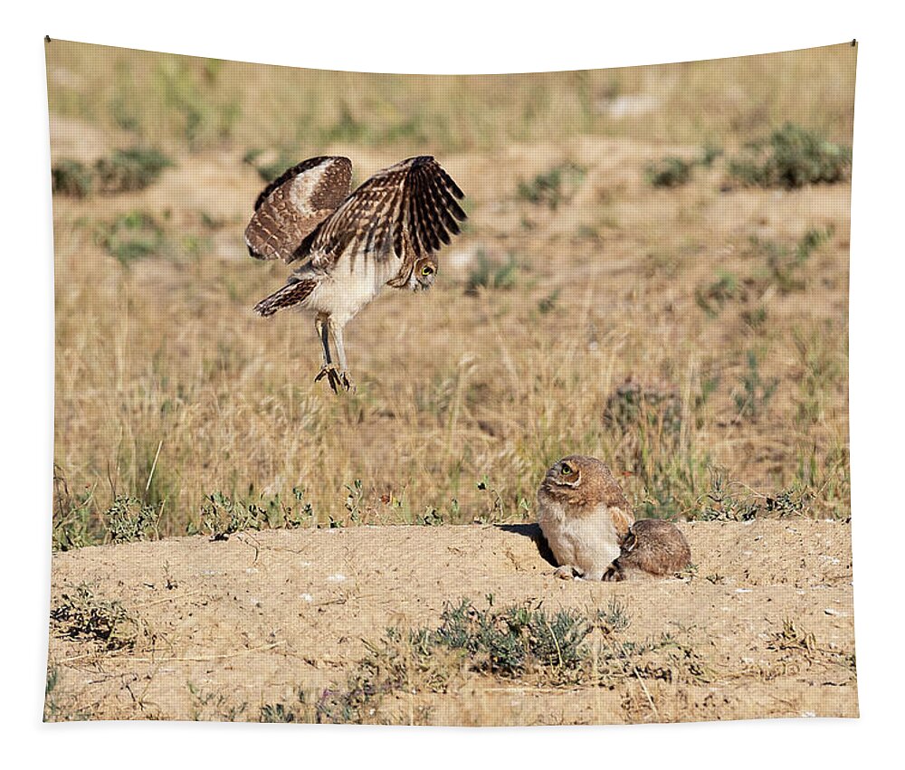 Owl Tapestry featuring the photograph Burrowing Owl Owlet Tests its Wings by Tony Hake