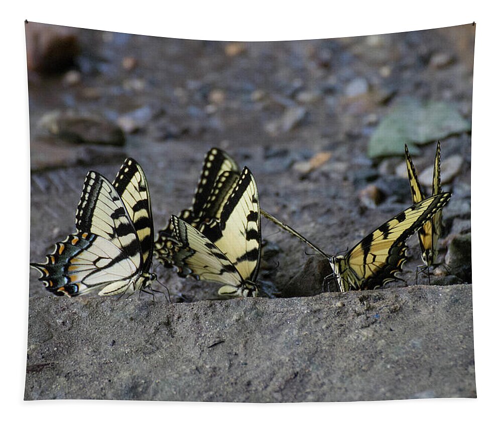 Butterflies Tapestry featuring the photograph Butterfly Nation Swallowtail Butterflies II by Demetrai Johnson