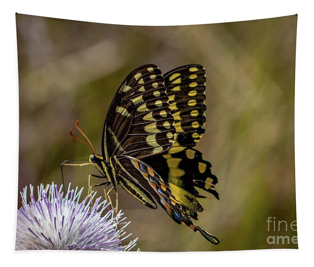 Butterfly Tapestry featuring the photograph Butterfly on Thistle by Tom Claud